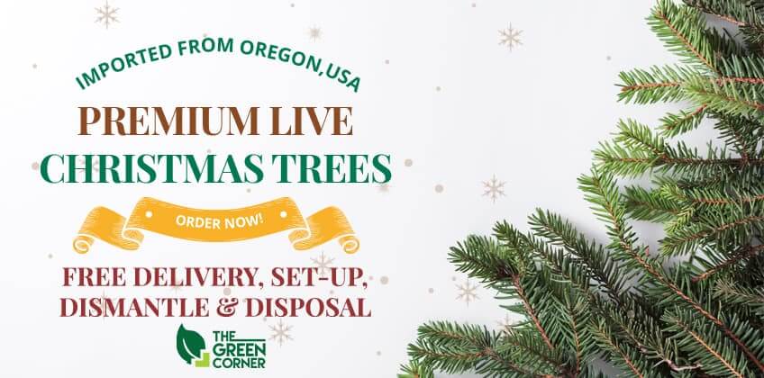 Live Christmas Tree Noble Fir U S Premium Prince S Landscape