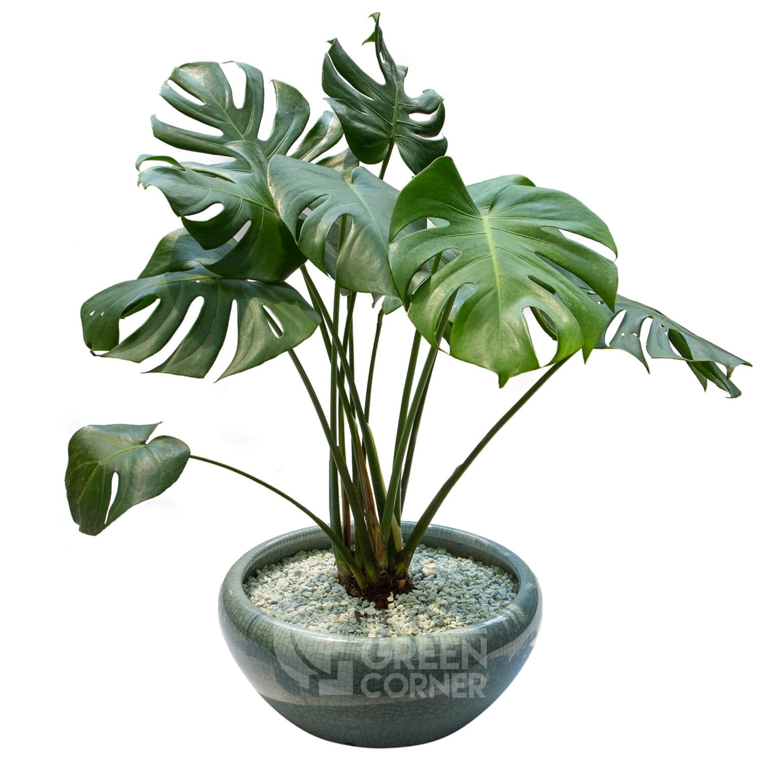 Monstera plant