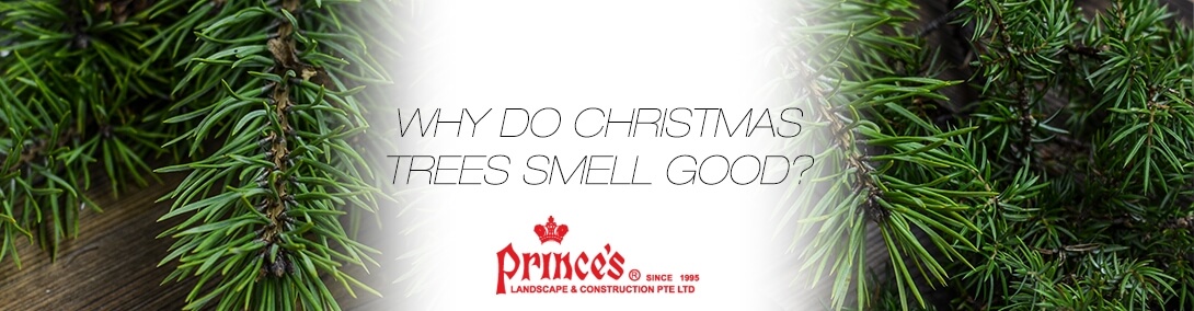 Christmas Trees Smell Banner Post