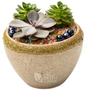 Succulent Earth