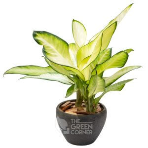 Dieffenbachia Camilla in Ceramic Pot