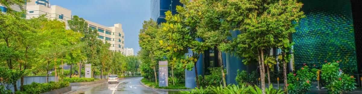 tree planting in Singapore