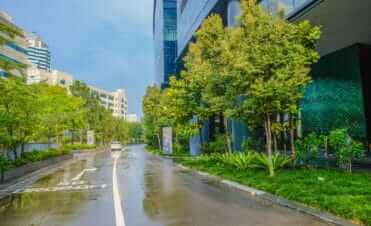 tree planting in Singapore