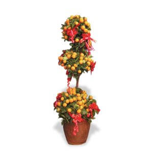 Four Season Kumquat Multi Tier