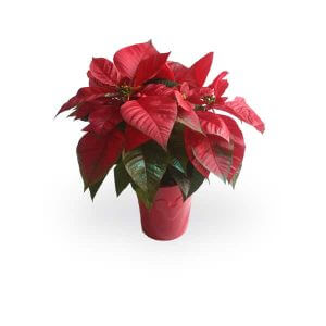 Red Poinsettia Product
