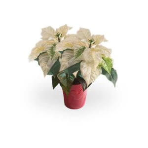 White Poinsettia Product
