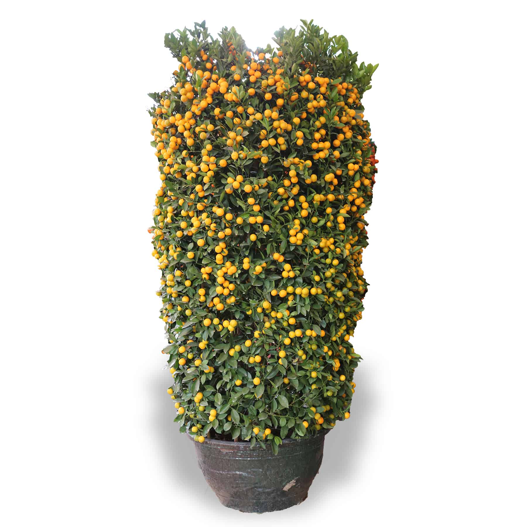 CNY lucky plants four season pot kumquat