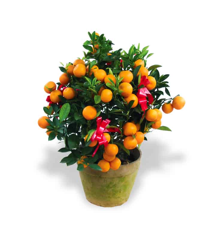 Chinese new year plants kumquat tabletop