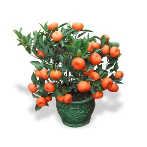 CNY Lucky plants mandarin orange table top