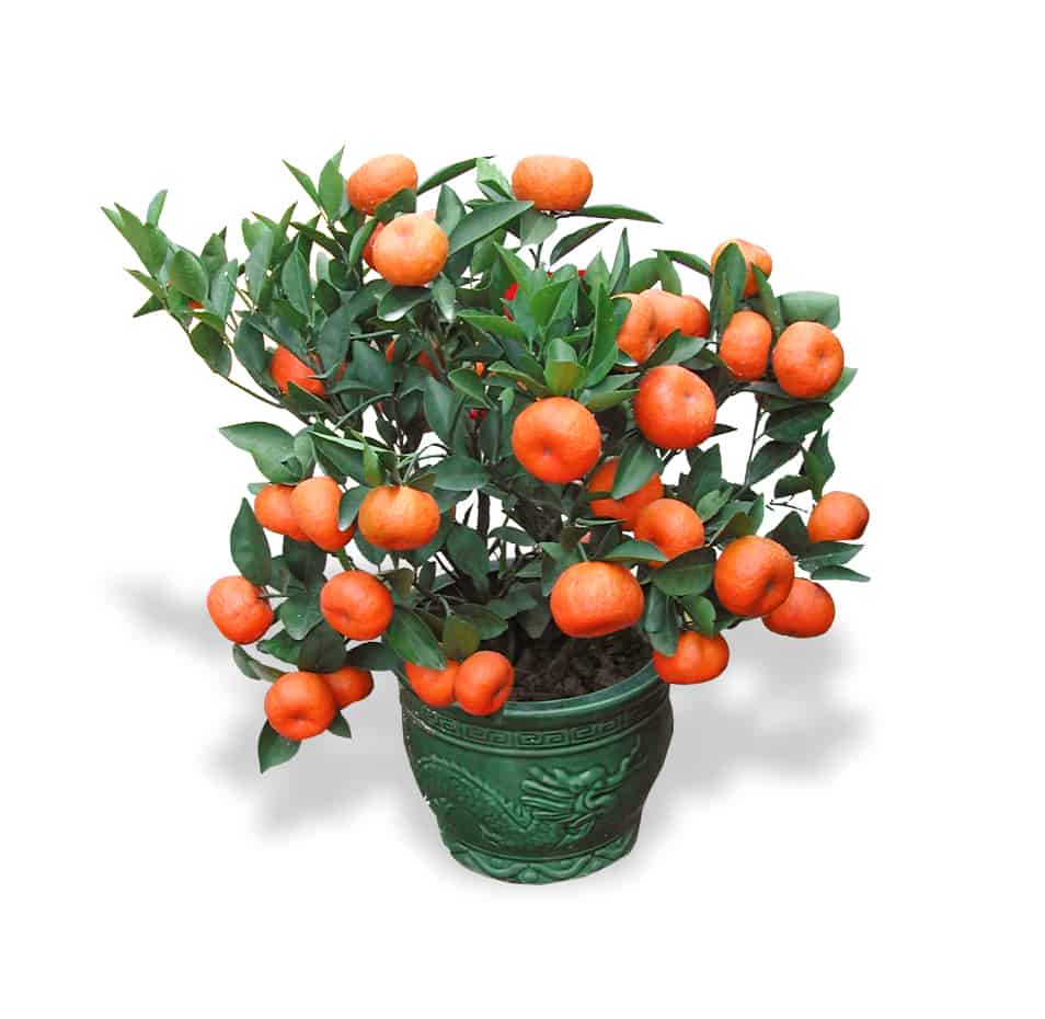 CNY Lucky plants mandarin orange table top