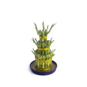 Lucky Bamboo 3 Layer