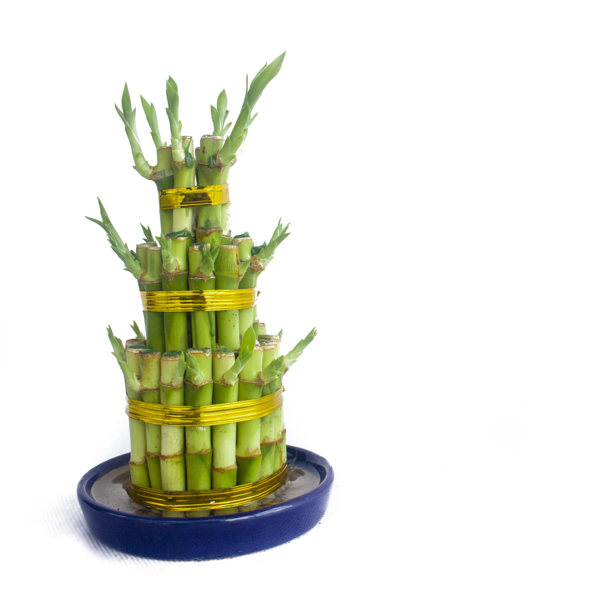 Fortune Bamboo, 3 Layers Prince's Landscape Pte. Ltd.