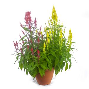 Celosia 2 in 1