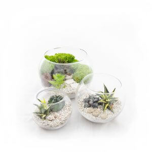 Terrarium Bowl Group