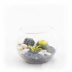 Bowl M Terrarium