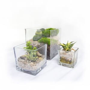 Cuboid Terrarium Group