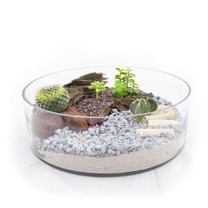 Wide Columnar Terrarium product