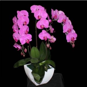 3-in-1-plp