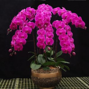 6-in-1-Gold-Pot