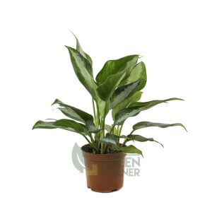 Aglaonema 'Pattaya Beauty' - Pot 120mm