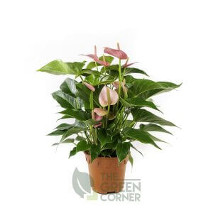 Anthurium (Pink) Pot 120mm