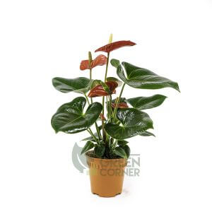 Anthurium (Red) Pot 120mm