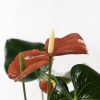 Anthurium (Red) Pot 120mm - Close-Up