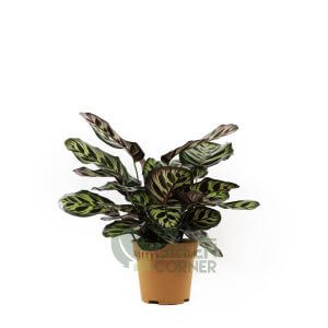 Calathea makoyana Pot 120mm