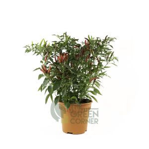 Capsicum annuum Pot 120mm