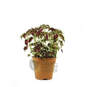 Coleus 'Ruffles Copper' Pot 120mm