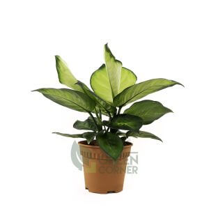 Dieffenbachia 'Camille' Pot 120mm