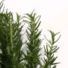 Salvia rosmarinus Pot 120mm - Close-Up