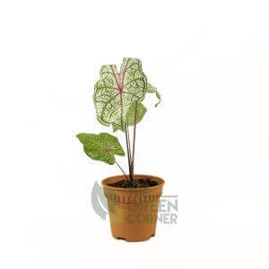 Caladium Claudia Pot 120mm