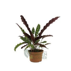 Calathea insignis Pot 230mm