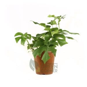 Rhaphidophora Tetrasperma Pot 170mm