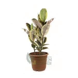 Ficus elastica Tineke Pot 310mm