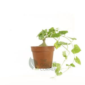 Gerrandanthus macrorhizus Pot 110mm