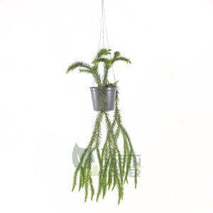 Lycopodium spp