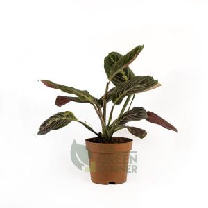 Maranta leuconeura mantis - Pot 120mm