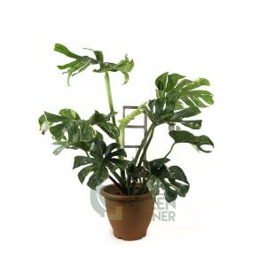 Monstera 'Thai Constellation' - Pot 392mm