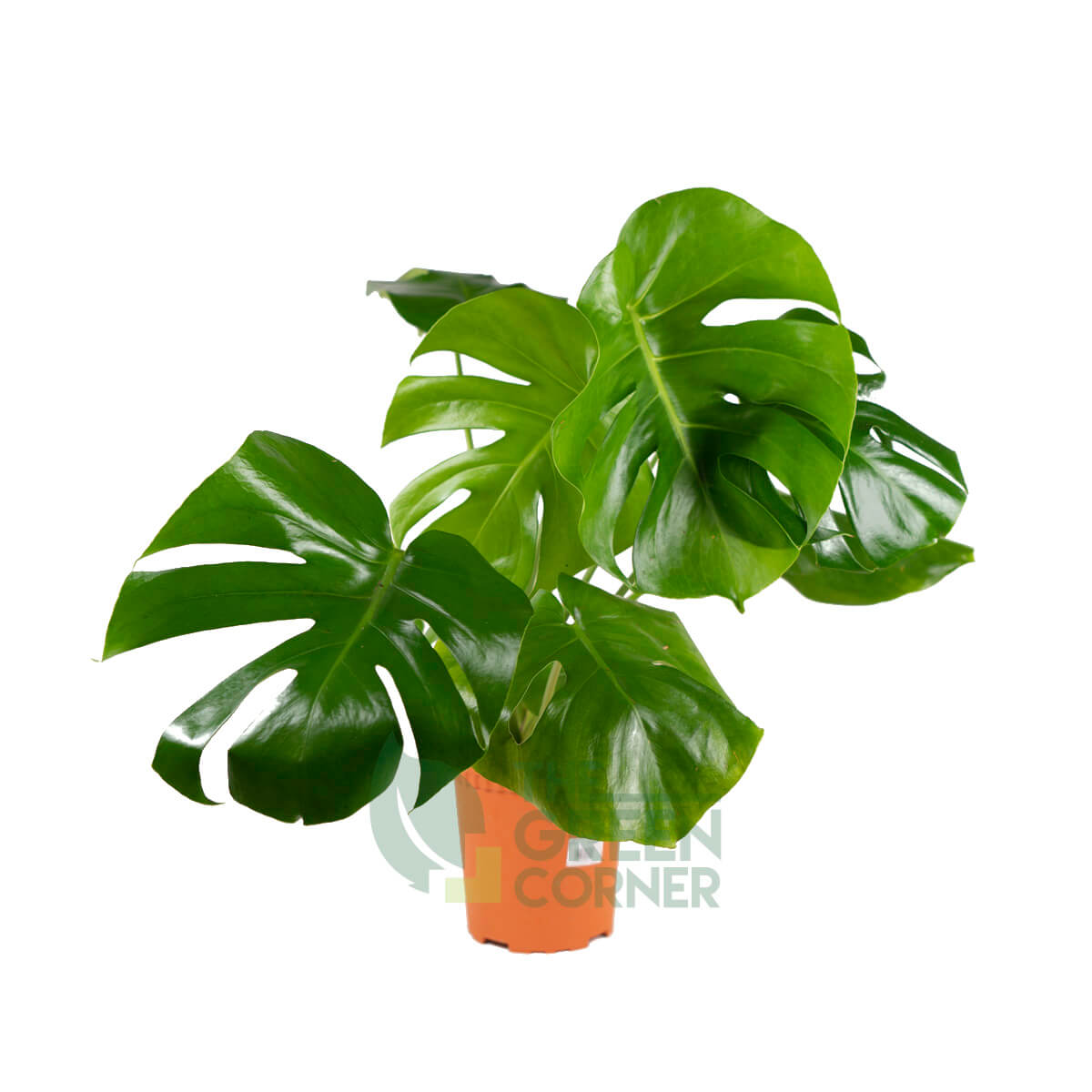 Monstera Deliciosa Pot 260mm Prince's Landscape Pte. Ltd.