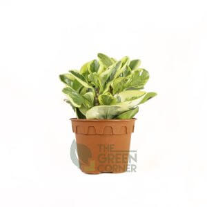 Peperomia obtusifolia variegata Pot 110mm