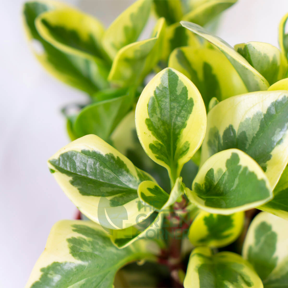 Peperomia obtusifolia variegata Pot 110mm | Prince's Landscape Pte. Ltd.