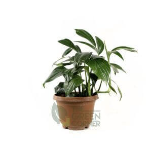 Epipremnum pinnatum Pot 170mm
