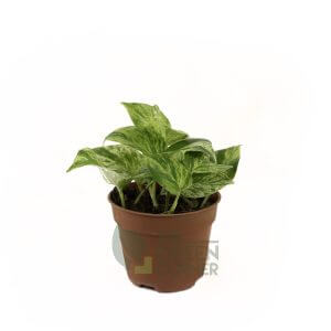 Scindapsus Marble Queen Pot 110