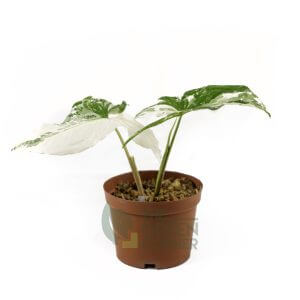 Syngonium podophyllum albo var Pot 120mm tgc