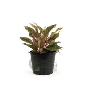 Aglaonema 'Red Siam' - Pot 170mm