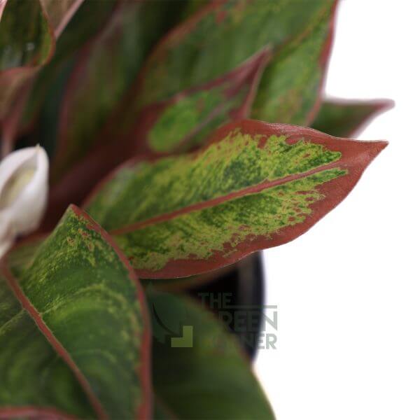 Aglaonema 'Red Siam' | Prince's Landscape Pte. Ltd.