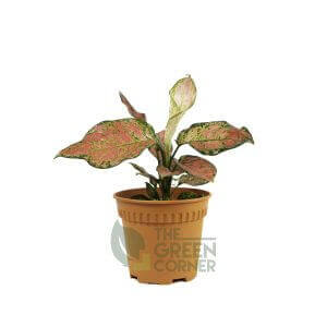 Aglaonema 'Ruby Red' - Pot 120mm