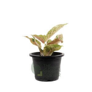 Aglaonema 'Securities' Pot 170mm